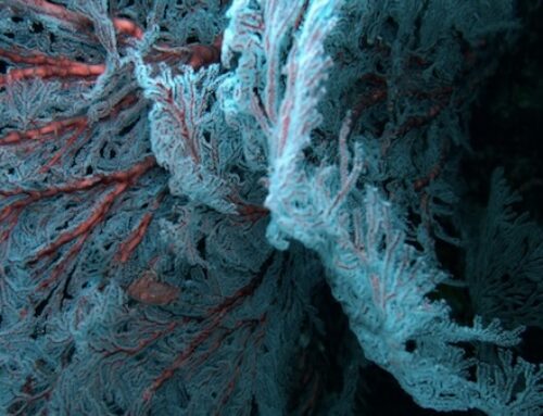 Berührung, die beruhigt – Wie du mit sanften Impulsen dein Nervensystem stärkst
